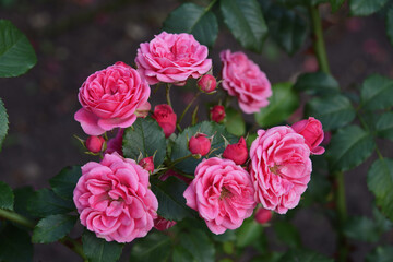 Beautiful blooming bright pink rose flowers close-up, spring, summer season garden, natural floral background