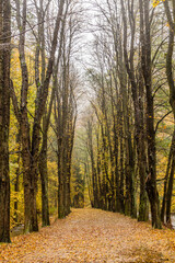 Fototapeta premium Autumn view of a path near Potstejn village, Czech Republic