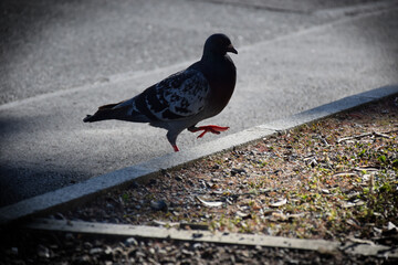 A pigeon on asphalt concrete in an urban city setting