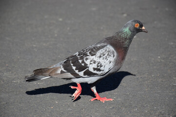 A pigeon on asphalt concrete in an urban city setting