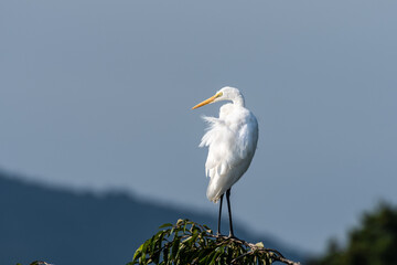 日本の野鳥　サクラの樹上で休むシラサギ