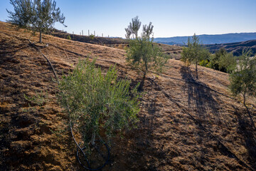 Fototapeta na wymiar Olive grove in California