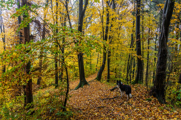 Collie dog in an autumn forest