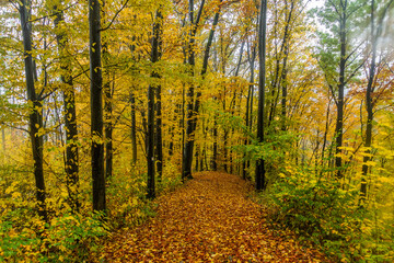 Obraz premium Autumn view of a path in a forest, Czech Republic