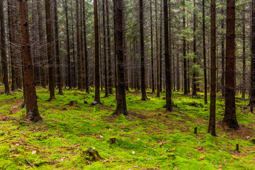 Fototapeta premium Moss covered forest in the Czech Republic