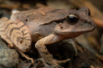 Fletcher's or black-soled frog (Lechriodus flechteri) close-up in the rainforest of the Gold Coast Hinterland, Queensland, Australia. Tadpole of the species are known for being highly cannibalistic.