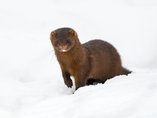 American Mink Standing on Snow in Winter