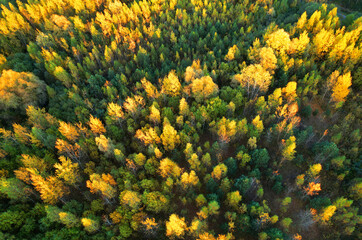 Fototapeta premium Forest in golden colors of autumn. Forest top view. Yellow leaves of trees and pines in a wild forest aerial view. Fresh fir trees in orange background. Autumn landscape, backgound, texture..