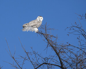 Northern Hawk Owl with Open Wings Perched on Top of the Tree on Blue Sky