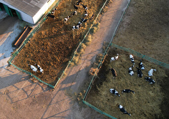 Cowshed with cows near farm. Farmland with cattle. Farm animals at barn. Livestock in farmyard. Farm animals in agriculture and agronomy. Dairy cows and dairy. Milk and animal husbandry.