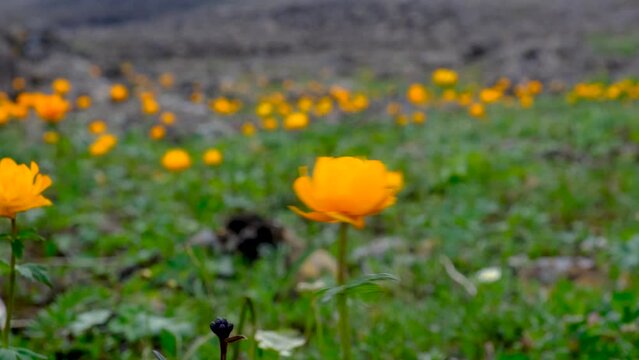 Orange flowers at Putorana plateau