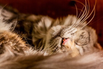 Snout of a young Maine Coon cat