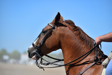 head of beautiful horse in spain