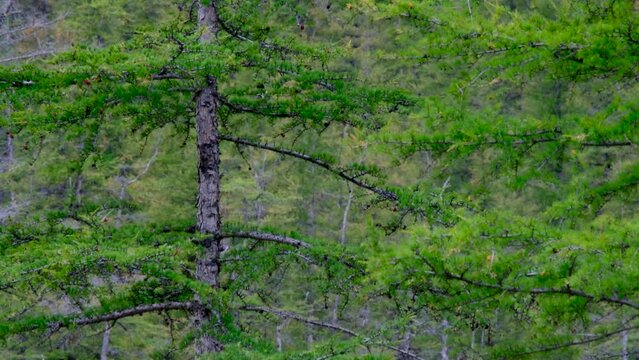 Northern bird on the tree at Putorana plateau
