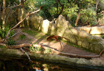 Fosa or Fossa (Cryptoprocta ferox) in natural environment in wild habitats. Wild African animals in Equatorial Forest, Savannah, Madagascar and Wetlands.