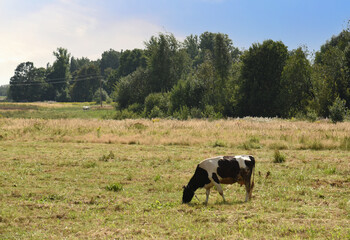 Cow graze on a field with green grass. Farm field where a cows grazes eating green grass to make fresh milk. Floating farms.