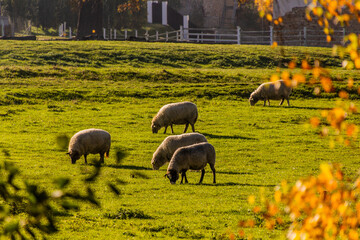 Sheep on a meadow in Prague, Czech Republic