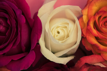 Close up on different color roses, with focus on vibrant colors. 