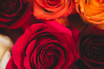 Close up on different color roses, with a focus on vibrant colors. 