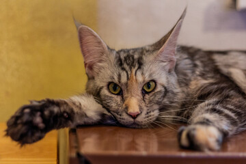 Portrait of a young Maine Coon cat
