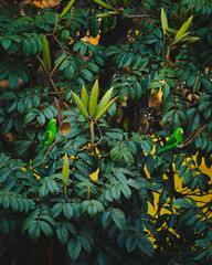 Periquitos-verde nas árvores.