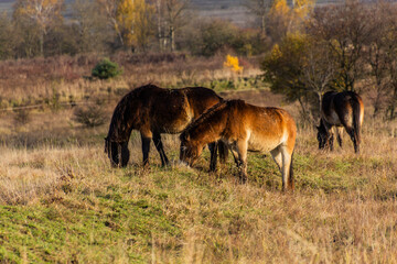 Obraz na płótnie Canvas European wild horses (Equus ferus ferus) in Milovice Nature Reserve, Czech Republic