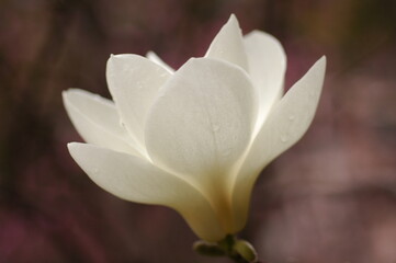 Fototapeta na wymiar magnolia flower closeup