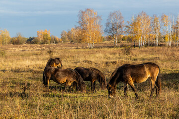 Fototapeta na wymiar European wild horses (Equus ferus ferus) in Milovice Nature Reserve, Czech Republic