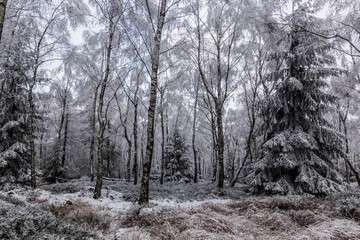 Winter view of a birch forest in the Czech Republic
