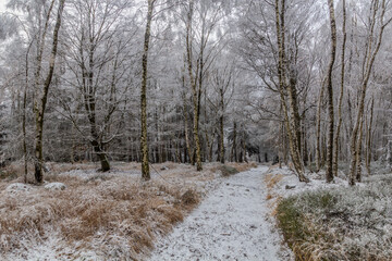 Winter view of a path through a birch forest in the Czech Republic