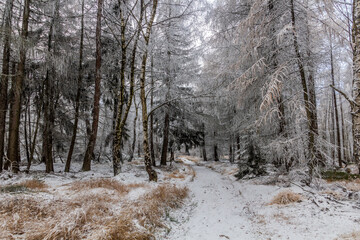 Winter view of a path through a forest in the Czech Republic