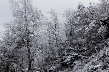 Winter view of a forest at Decinsky Sneznik mountain in the Czech Republic