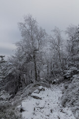 Winter view of a path through a forest at Decinsky Sneznik mountain in the Czech Republic