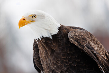 Profile of an American Bald Eagle in winter with a snow white background
