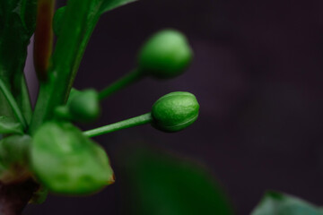 Obraz na płótnie Canvas Macro closeup green leaves texture shot of small plant