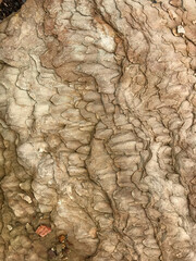 Erosion patterns on large sandstone rock