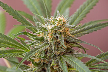 Marijuana flowers in the bloom close up