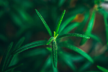 Macro closeup green leaves texture shot of small plant