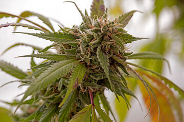 Marijuana flowers full of resin in the bloom close up macro shot