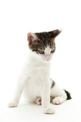 起き上がる子猫