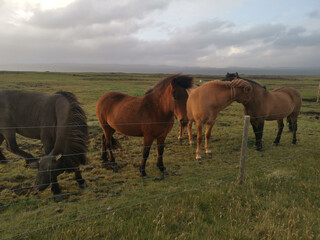 A beautiful view of a field with ponies