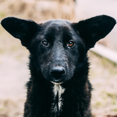 The friendly black dog with injured eye close up portrait
