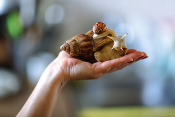 Big brown snail Achatina on woman hand. The African snail, which is grown at home as a pet, and also used in cometology. Copy spase