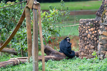 A typical tropical prey monkey from the Brazilian forests, sitting looking to the side