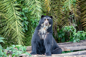 Spectacled bear native to South America in close-up and selective focus. (Tremarctos ornatus)