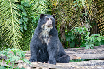 A Spectacled bear native to South America in close-up and selective focus. (Tremarctos ornatus)