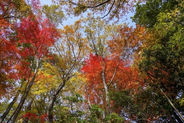 青空バックに見上げるカラフルな紅葉情景＠神戸、兵庫