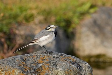 すまし顔で岩の上でくつろぐハクセキレイ幼鳥