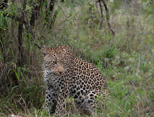 African Leopard in South Africa