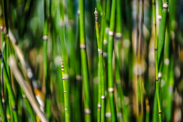 Horsetail wintering